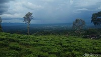 Setelah lelah seharian berkeliling tempat wisata religi, sekarang saatnya bergeser ke wisata alam terbuka. Lokasinya ada di Gunung Dempo, Kota Pagaralam atau 286 kilometer dari pusat Kota Palembang (Raja Adil Siregar/detikTravel)