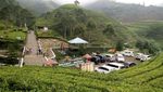 Foto: Pagi-pagi Nikmati Udara Segar di Perkebunan Teh Kaligua