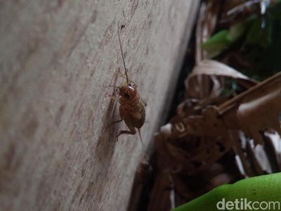 Potret Destinasi Unik di Cirebon: Kampung Jangkrik