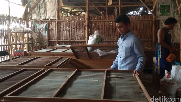 Kampung Jangkrik tersebut dirintis oleh Bambang Setiawan (31). Wisata tersebut merupakan salah satu ide Bambang untuk meningkatkan perekonomian masyarakat setempat (Sudirman Wamad/detikTravel) Kampung Jangkrik tersebut dirintis oleh Bambang Setiawan (31). Wisata tersebut merupakan salah satu ide Bambang untuk meningkatkan perekonomian masyarakat setempat (Sudirman Wamad/detikTravel)
