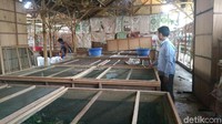 Salah satu sisi tempat budidaya jangkrik (Sudirman Wamad/detikTravel)