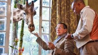 Salah satu cara menikmati kemewahan Nairobi adalah dengan menginap di Giraffe Manor. Sebuah hotel mewah yang terkenal dengan sarapan bersama jerapah (Jonathan Hawkins/CNN Travel)