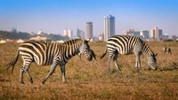 Perbedaan tajam terlihat antara alam liar dengan zebra dipisahkan pagar listrik dengan kota modern berpenduduk 500 ribu orang. Nairobi memiliki lebih dari 400 jenis burung serta kerbau, macan tutul, singa dan badak. (Jonathan Hawkins/CNN Travel)