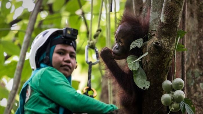 Masih Ada Harapan Bagi Masa Depan Orangutan di Kalimantan