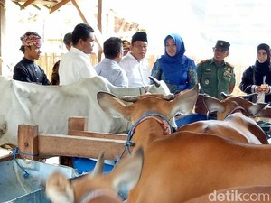 XL Bangun Solusi Digital buat Peternak Sapi di Situbondo