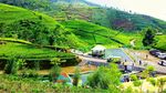 Foto: Pagi-pagi Nikmati Udara Segar di Perkebunan Teh Kaligua