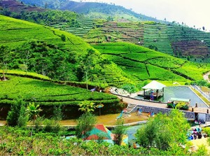 Perkebunan Teh Kaligua, Si Cantik Peninggalan Belanda