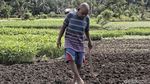 Momentum Deklarasi Hak Petani di Indonesia