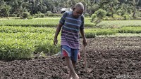 Seorang petani di kawasan Sunter, Jakarta Utara, tengah menanam bibit sayuran.