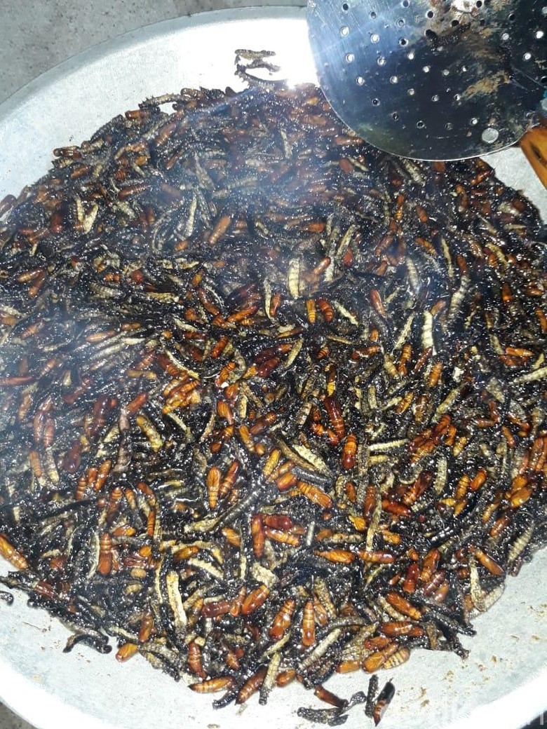 Datang Seiring Hujan, Berburu Protein Ungkrung di Gunungkidul Datang Seiring Hujan, Berburu Protein Ungkrung di Gunungkidul