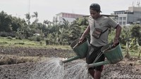 Aktivitas petani di kawasan Sunter, Jakarta Utara, Kamis (20/12/2018).