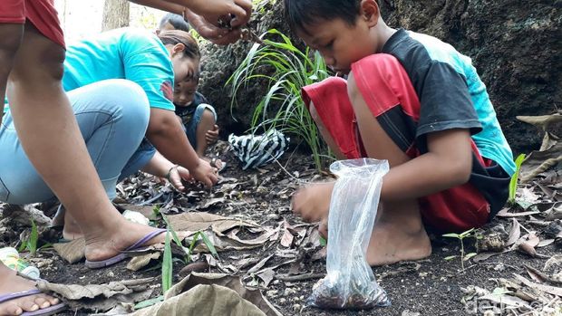 Datang Seiring Musim Hujan, Warga Gunungkidul Berburu Ungkrung