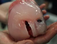 Mirip Seperti Alien, Bentuk Ikan Menyeramkan Ini Ternyata Bayi Hiu