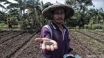 Momentum Deklarasi Hak Petani di Indonesia