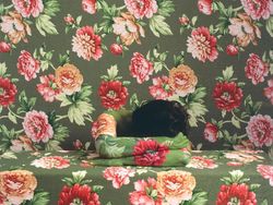 Foto Aksi Manusia Bunglon yang Bikin Mata Melotot