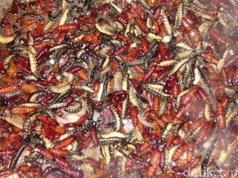 Datang Seiring Musim Hujan, Warga Gunungkidul Berburu Ungkrung