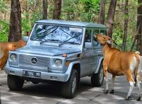 Komunitas Jip Mercedes 