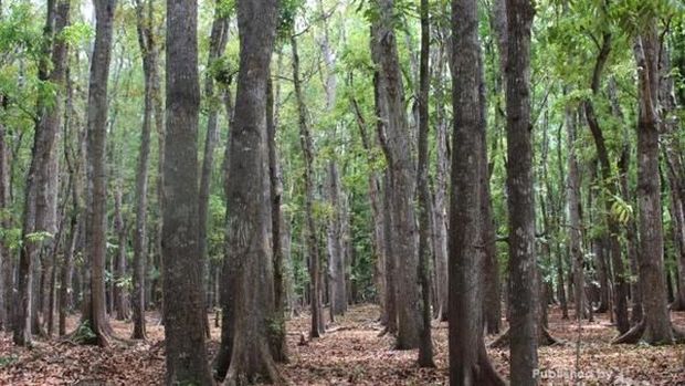 Taman Nasional Alas Purwo