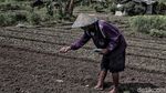 Momentum Deklarasi Hak Petani di Indonesia
