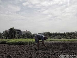 Pemerintah Putar Otak Agar Petani Tak Kena Pajak