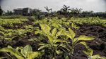 Momentum Deklarasi Hak Petani di Indonesia