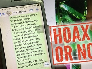 Broadcast Ulat Pohon Mangga Mematikan Beredar Lagi, Ahli Beri Faktanya