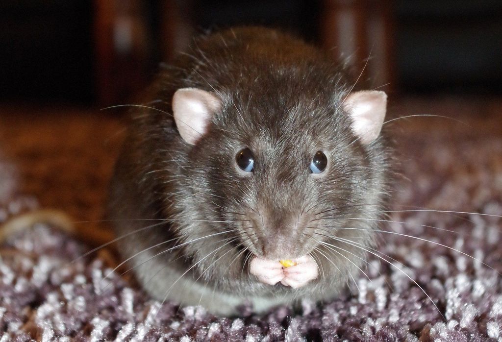 tikus