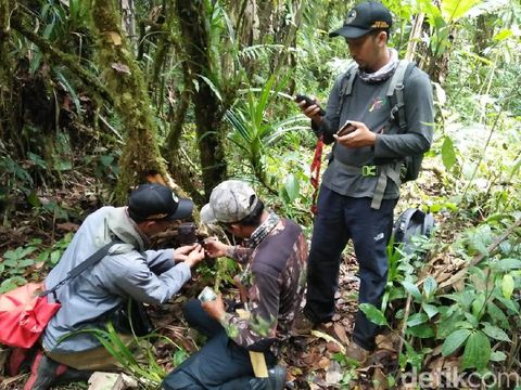 Lagi, Dua Black Panther Terekam Kamera Taman Nasional Semeru