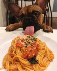 Bikin Gemes! 5 Anjing 'Foodie' Ini Pamer Pose Cute Saat Makan