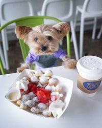 Bikin Gemes! 5 Anjing 'Foodie' Ini Pamer Pose Cute Saat Makan