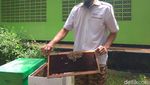 Buuzzz! Mengintip Proses Terapi Dientup Lebah
