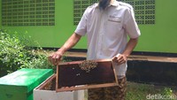 Lebah yang digunakan adalah lebah pekerja jenis Apis Mallifera. (Foto: Aisyah Kamaliah/detikHealth)