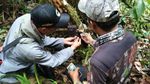 Penampakan Macan Kumbang yang Terekam Kamera Taman Nasional Semeru