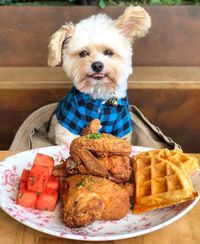Bikin Gemes! 5 Anjing 'Foodie' Ini Pamer Pose Cute Saat Makan