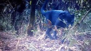 Penampakan Macan Kumbang yang Terekam Kamera Taman Nasional Semeru