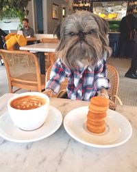 Bikin Gemes! 5 Anjing 'Foodie' Ini Pamer Pose Cute Saat Makan