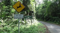 Terekamnya aktivitas ketiga macan ini membawa kabar gembira bagi pihak TNBTS sebab macan kumbang telah masuk red list atau daftar merah International Union for Conservation of Nature (IUCN) pada tahun 2007 dan Appendix I konvensi perdagangan internasional untuk tumbuhan dan satwa liar, atau dengan kata lain dinyatakan kritis. (Istimewa/Nur Hadi Wicaksono)
