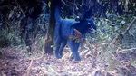 Penampakan Macan Kumbang yang Terekam Kamera Taman Nasional Semeru