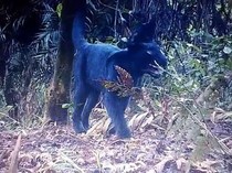 Fakta-fakta Macan Tutul Bromo yang Wajib Traveler Tahu