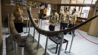 Fosil Gading itu pun diketahui berasal dari hewan purba berkelamin jantan dengan tinggi badan sekitar 3 meter.