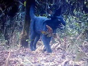 Lagi, Dua Black Panther Terekam Kamera Taman Nasional Semeru