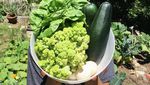 Selain Cantik, Kakak Isyana Sarasvati Ini Juga Vegetarian dan Hobi Berkebun