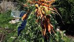 Selain Cantik, Kakak Isyana Sarasvati Ini Juga Vegetarian dan Hobi Berkebun