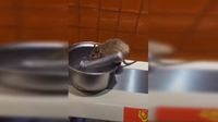 Hii.. Tikus Ini Tertangkap Tengah Minum Air di Meja Restoran 