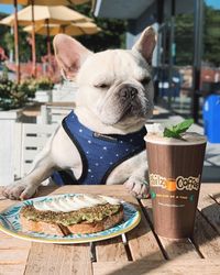 Bikin Gemes! 5 Anjing 'Foodie' Ini Pamer Pose Cute Saat Makan