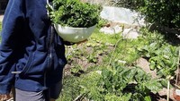 Semangkuk kale segar baru saja dipanen Rara. Ia terlihat tak sabar dan langsung menggigitnya. Wah lebih enak dijadikan salad kayaknya nih. Foto: instagram @rarasekar