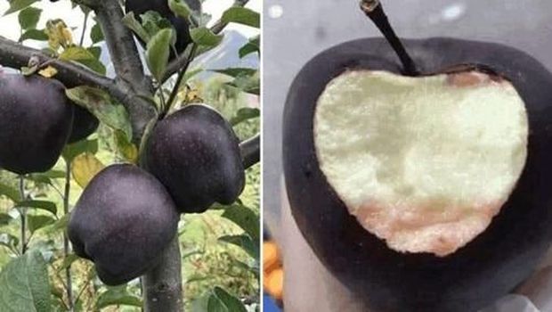apel hitam apel hitam