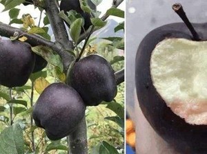 Hanya Ada di Tibet, Apel Hitam Ini Dijual dengan Harga Fantastis