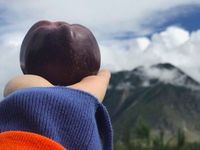 Hanya Ada di Tibet, Apel Hitam Ini Dijual dengan Harga Fantastis