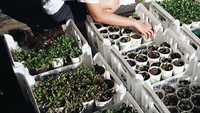 Foto ini membuktikan kalau Rara merawat sendiri tanamannya. Dalam pot-pot kecil ini isinya tanaman sayuran. Foto: instagram @rarasekar